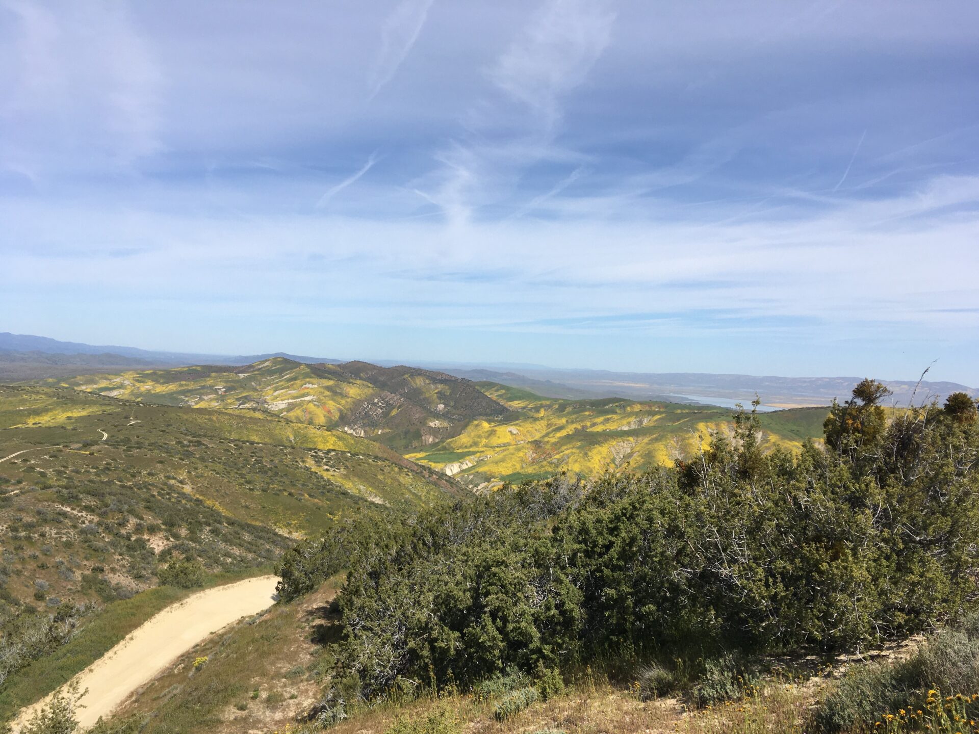 Rolling hills covered in greenery and patches of yellow wildflowers in Carrizo Plains with a clear blue sky.